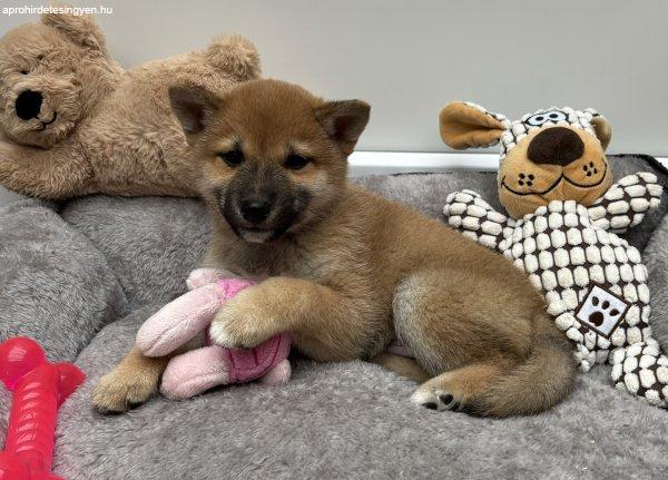 Shiba inu fiú kiskutya