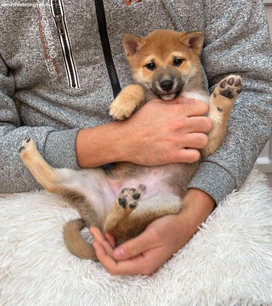 Shiba inu fiú kiskutya