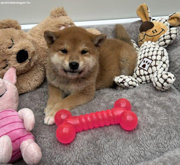 Shiba inu fiú baba