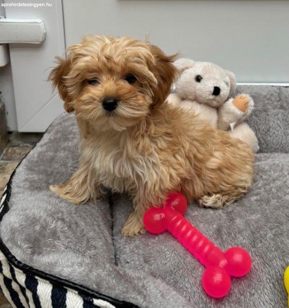 Maltipoo gyönyörű kislány gazdiját uszkár keresi