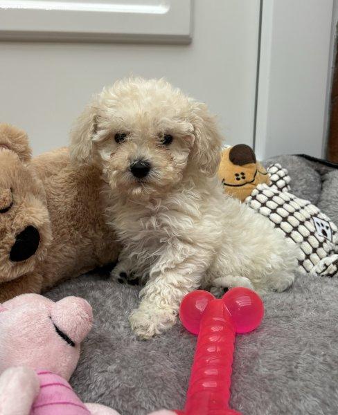 Maltipoo kislány gazdisodna Toy uszkár apàtól