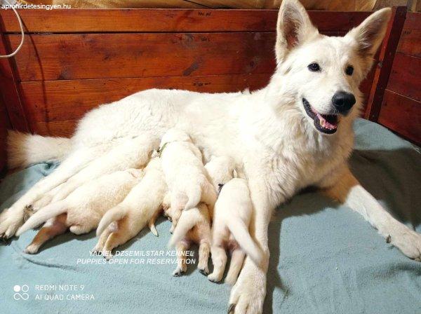 Svájci fehér juhászkutya Yadiel Dzsemilstar kennel