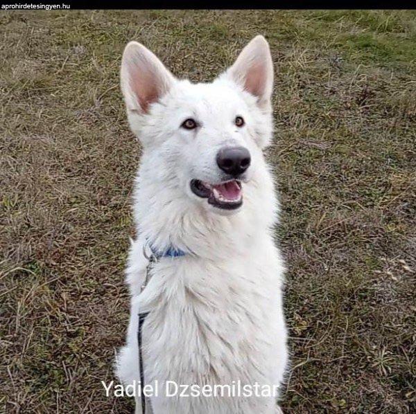 Svájci fehér juhászkutya Yadiel Dzsemilstar kennel