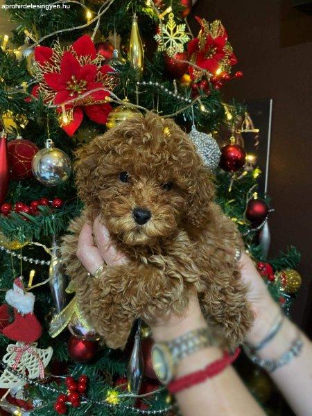 Red miniature poodles