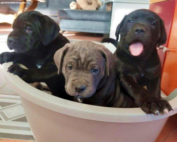 Cane corso kölykök kék és fekete színben fiúk-lányok 