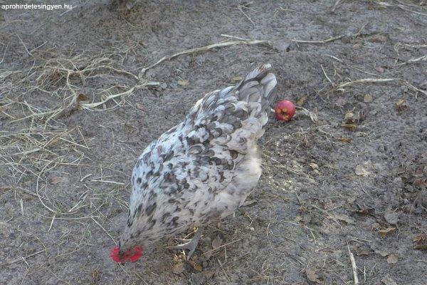 Australorp naposcsibe, csibe csirke