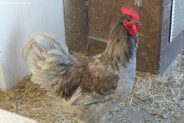 Australorp naposcsibe, csibe csirke