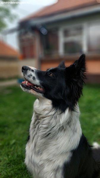 Van valakinek fedeztetésre alkalmas kan border collieja?