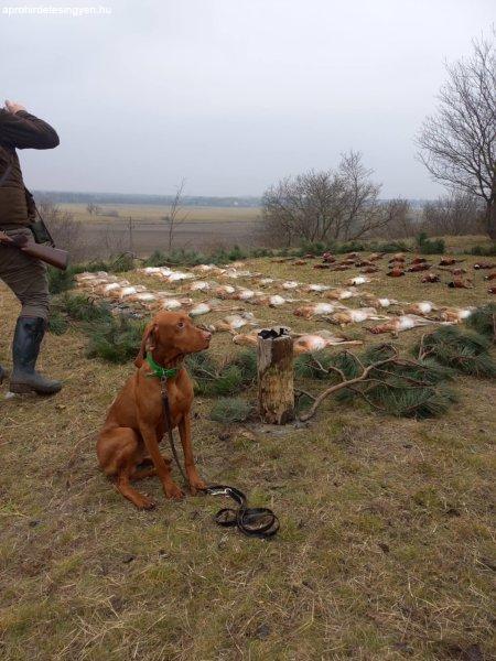 Aktívan vadászó szülőktől,törzskönyves magyar vizsla