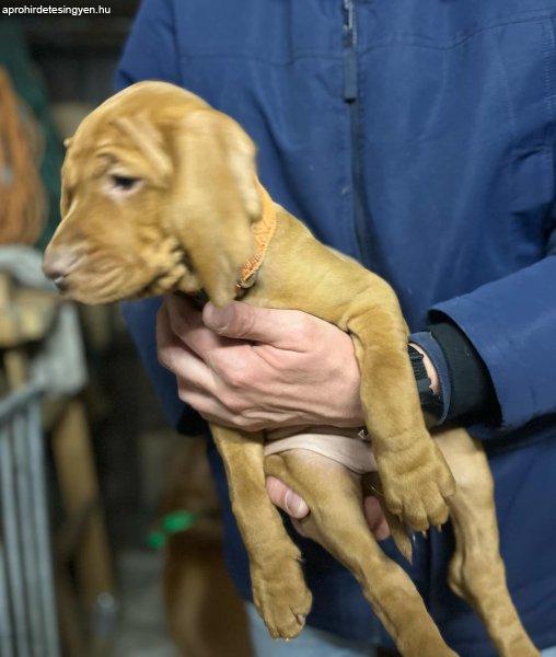 Aktívan vadászó szülőktől,törzskönyves magyar vizsla