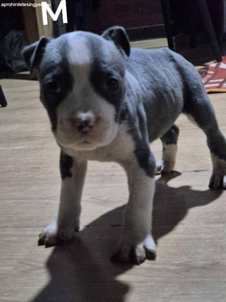 Amerikai staffordshire terrier kölykök