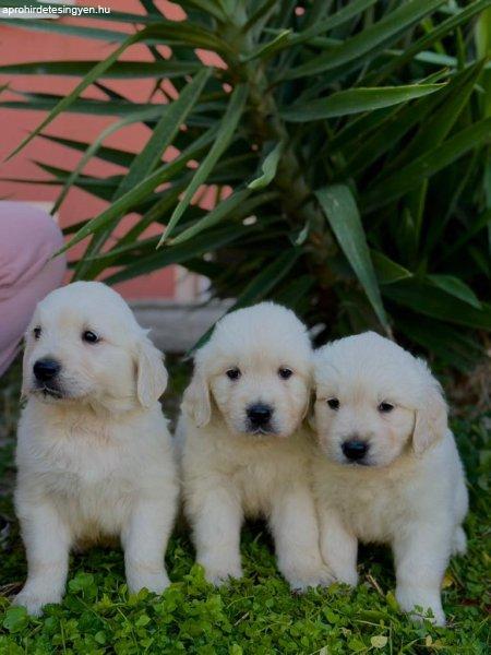 Golden retriever kölyökök eladók