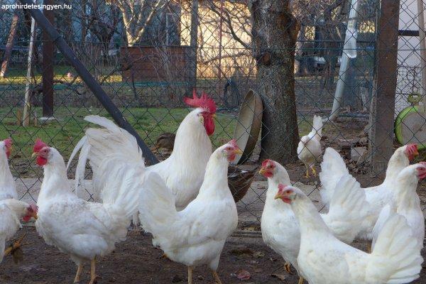 Leghorn naposcsibe, csibe, csirke