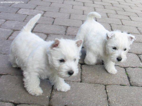 8.hetes Westie kislány