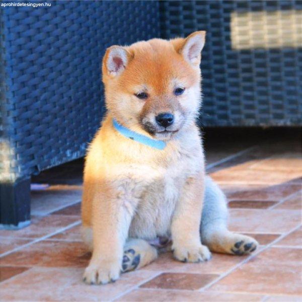 Shiba Inu kiskutyák