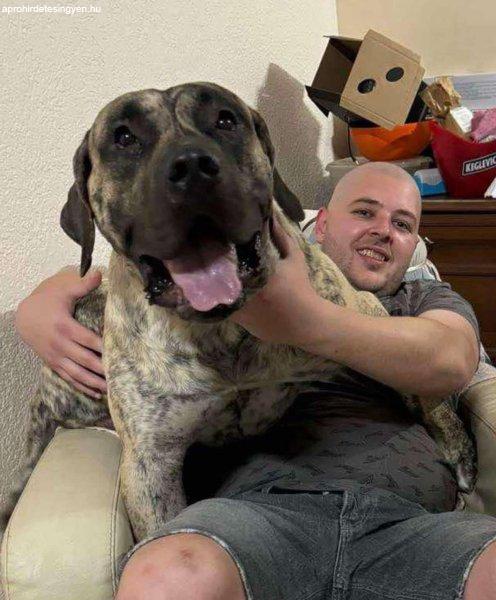 Eladó Presa Canario kan