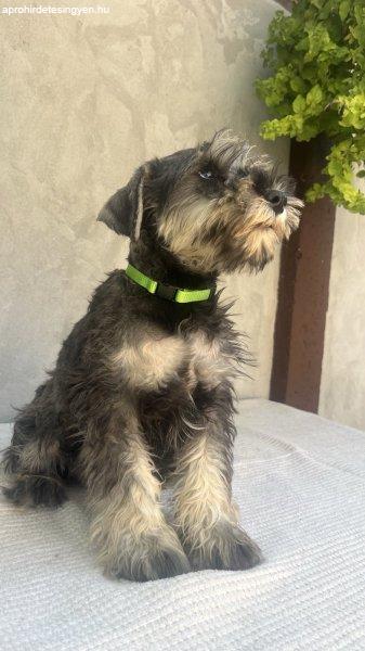 Minitaure Schnauzer