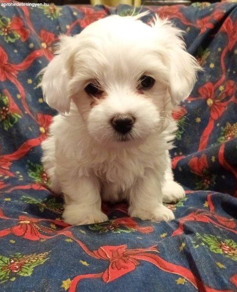 Coton de Tulear puppies for sale