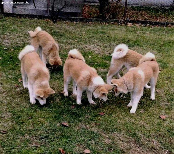 Japán Akita Inu kiskutyák