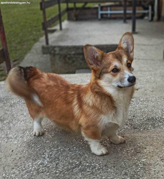 CORGI- puppies for sale.