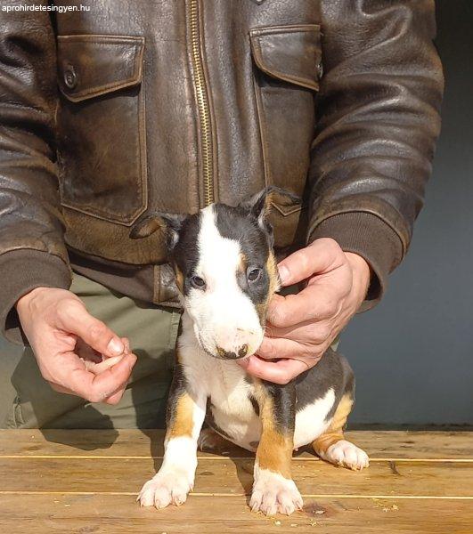 Standard Bull Terrier kölykök