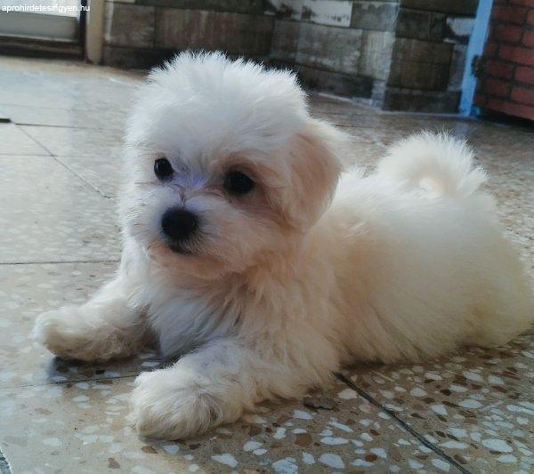 Fehér mini Bichon Havanese