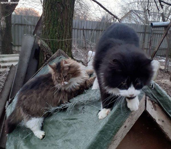 Maine Coon cica eladó