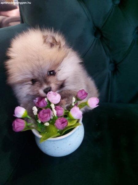 Beautiful Pomeranian puppies - Your new family member