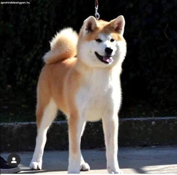 Akita Inu, Aiko szuka kutya ajándékba