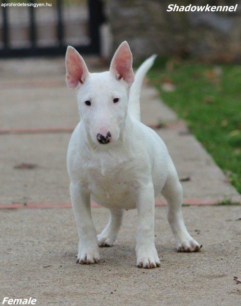 Male Minnie bull terrier puppy