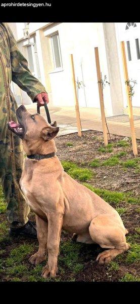 Cane Corso