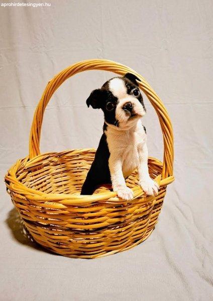 A bajnok vérvonalhoz tartozó Boston Terrier kölykök