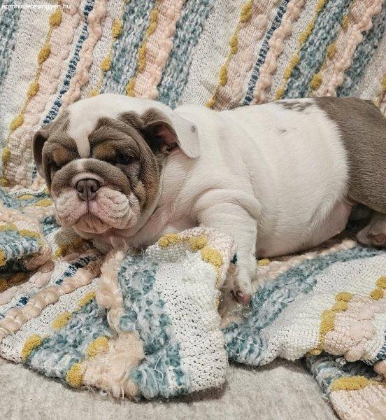 English bulldog Puppies For Adoption