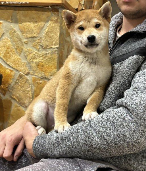 Shiba inu kisfiú gazdiját keresi