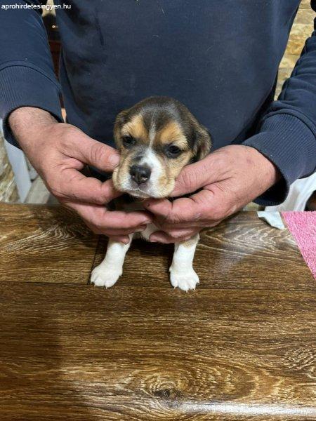 Beagle kiskutyák eladók