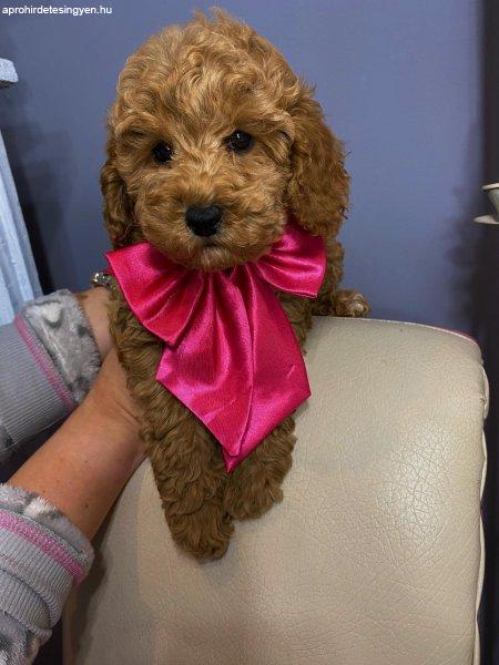 Apricot miniature poodle