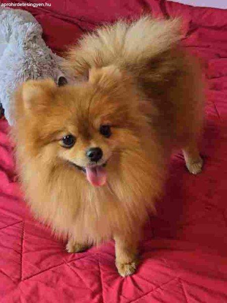 Premium pomeranians of BOO SALE ACTION