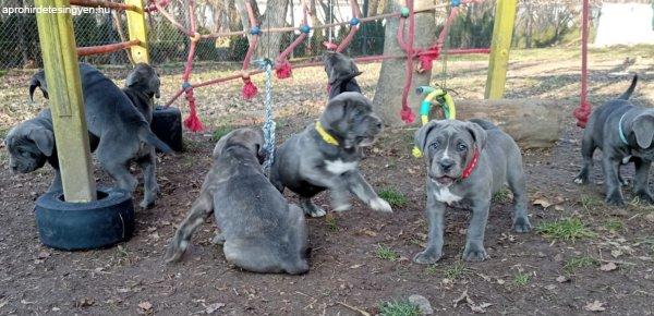 Elado cane corso kiskutyak