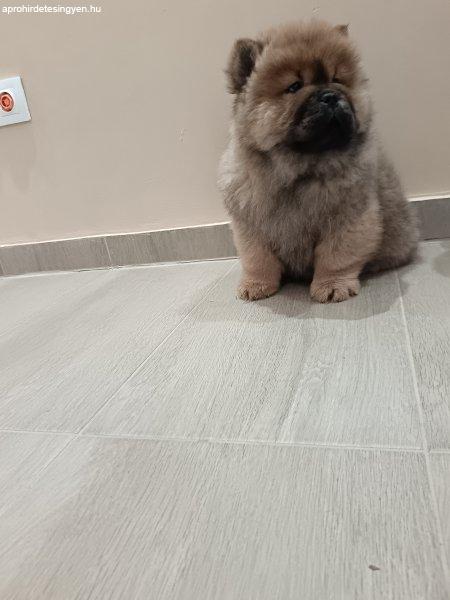 Csau csau / Chow Chow