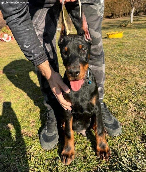 Doberman