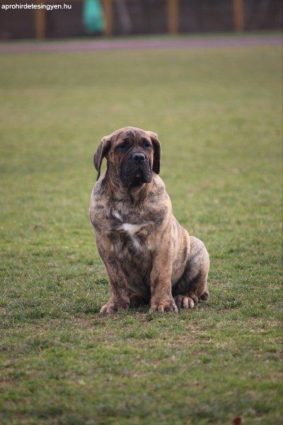 Presa Canario kölykök