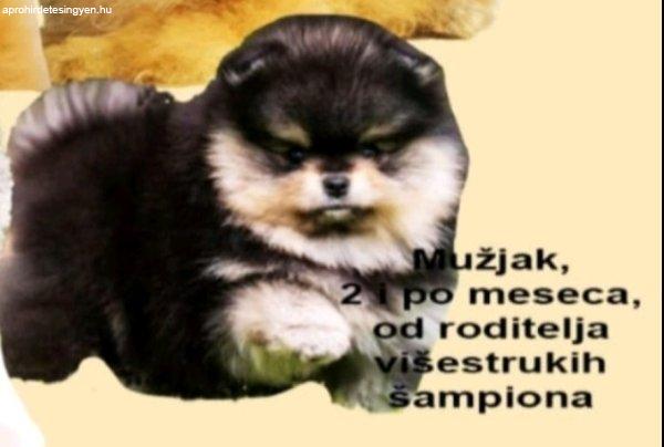 Pomerániai spitz kölyök eladó