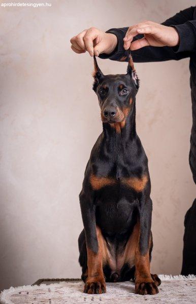 Doberman kölykök