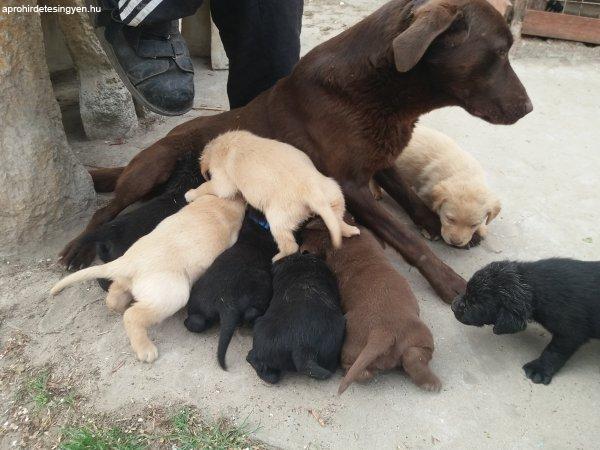 Labrador kölyök