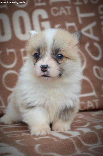 Welsh Corgi Pembroke kölykök