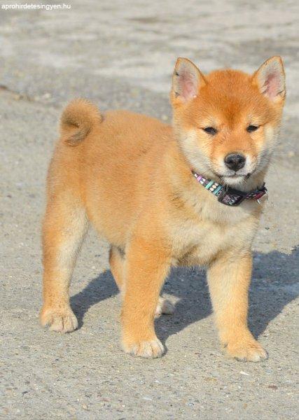 Shiba Inu kölyökök