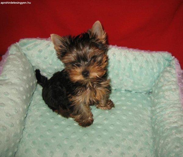 Tündéri Yorkshire Terrier Pici Mini  Kiskutyák Eladók