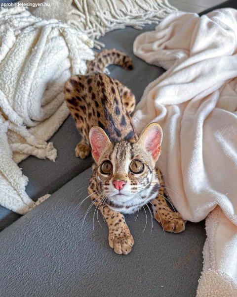 ocelot cica eladó