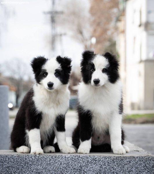 Border Collie kölykök