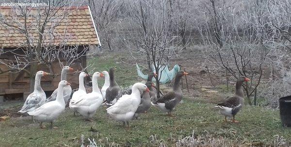 tenyészlibák, tojók, pulykakakasok eladók